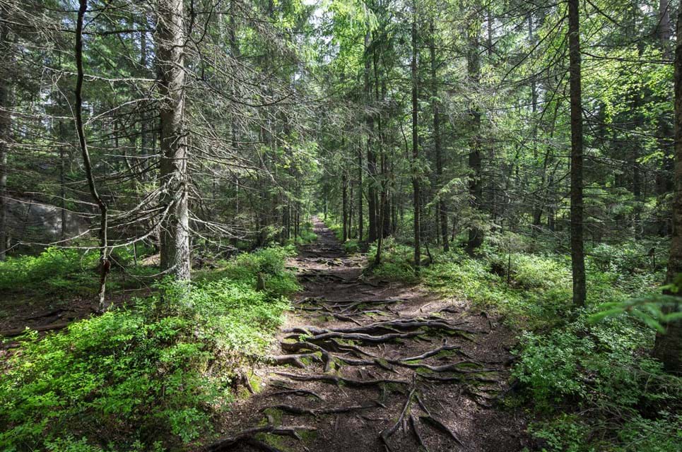 Nuuksio National Park Har Tydeligt Afmærkede Stier I Forskellige Sværhedsgrader, Men Alle Med Garanti For En Flot Naturoplevelse. Foto. Dreamstime