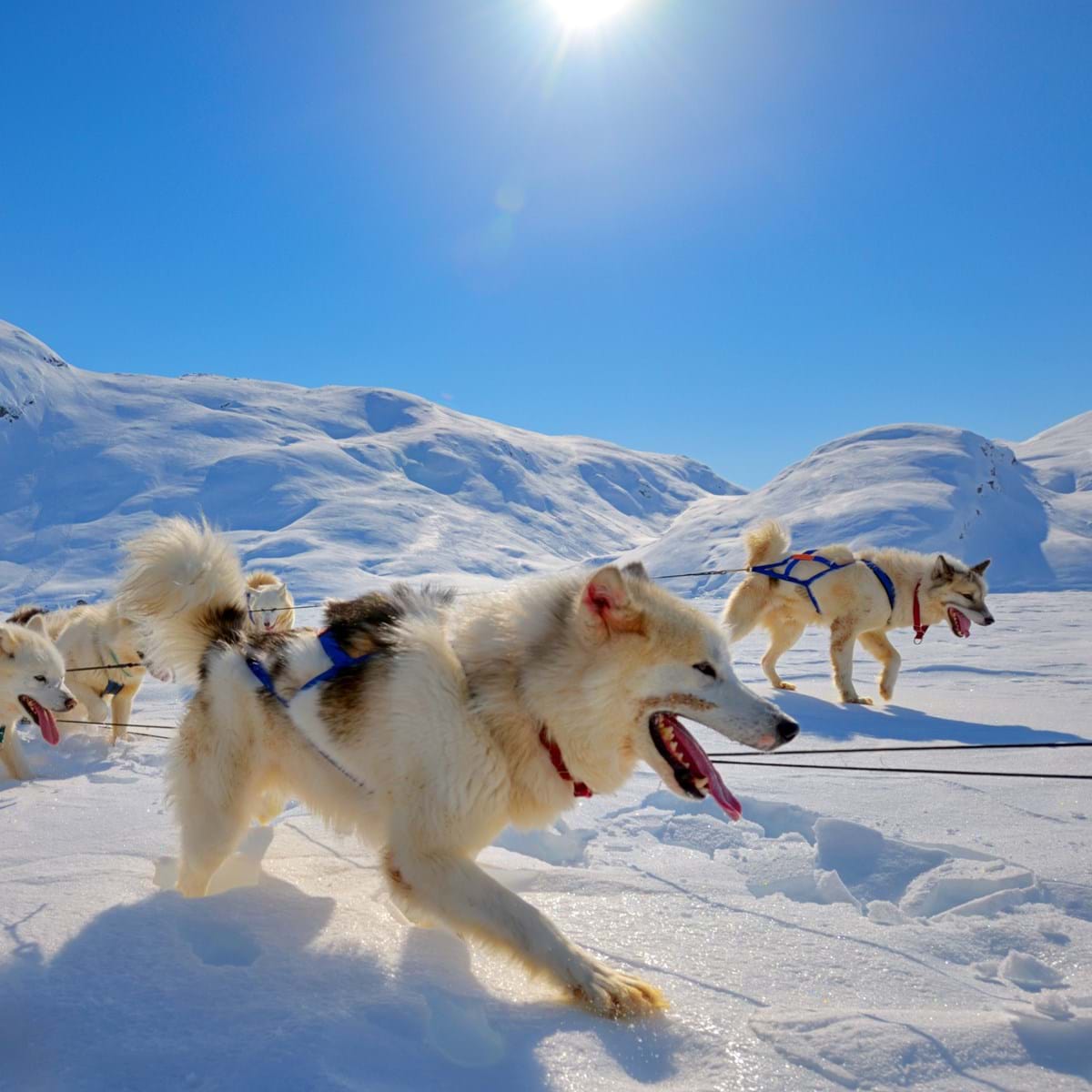 Hundeslædekørsel Er Et Must I Den Smukke Grønlandske Natur. Foto. Laurentiu Iordache Dreamstime.Com