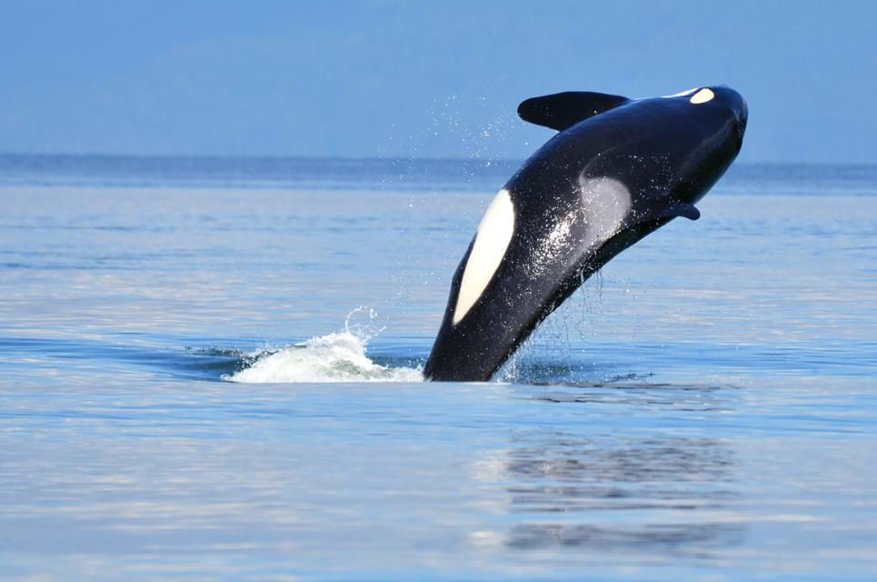 Se Hvaler, Spækhuggere Og Andre Flotte Naturoplevelser På Dit Road Trip Fra Vancouver. Foto. Smontgom65 Photo