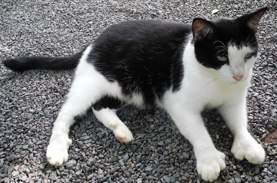 Efterkommerne Af Snow Ball, Hemingways Elskede Kat, Sværmer Omkring Museet. De Er Lette At Genkende, For De Har Store Poter Med Seks Eller Flere Tæer. Foto. Judith Betak.