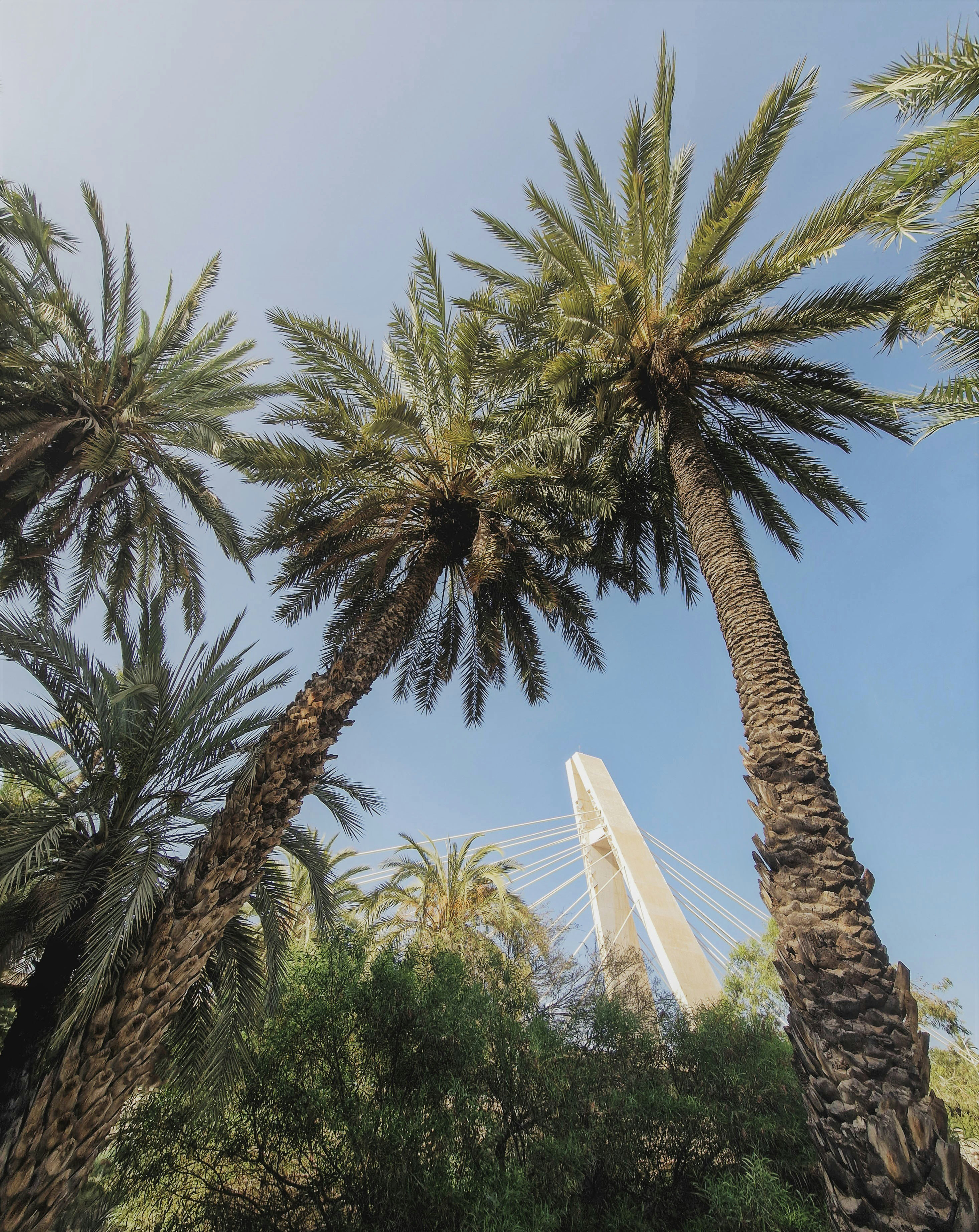 Flotte Elche Er Palmernes Hovedstad. Foto. Damian Ochrymowicz