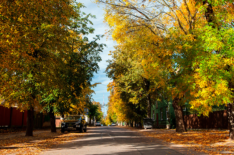 Gå En Grøn Tur I Zverynas Kvarteret Og Nyd Farverne Og De Gamle Velbevarede Huse