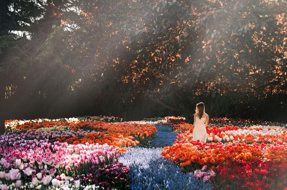 Skagit Er Et Paradis For Tulipanelskere. Foto