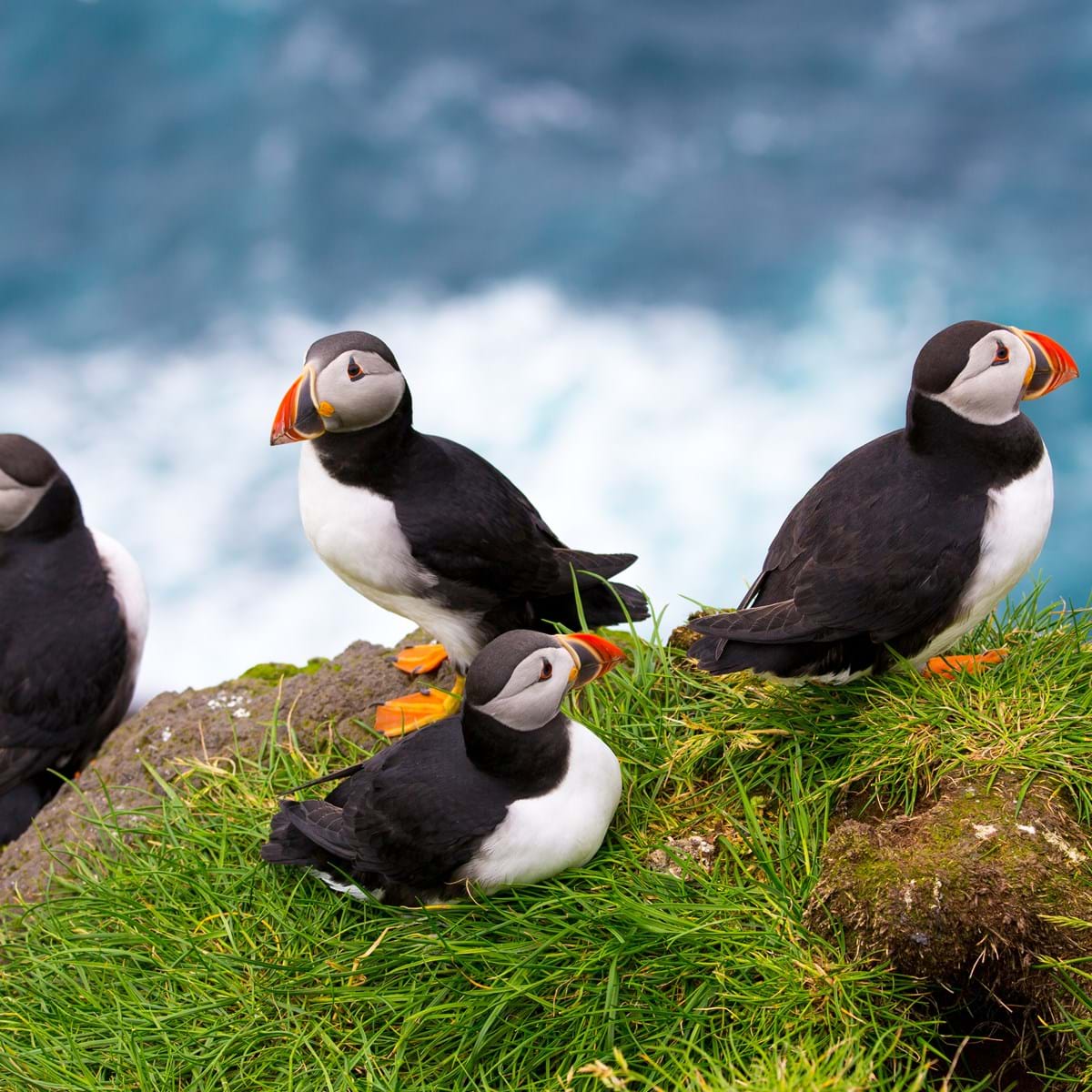 Puffins på Mykines, Færøerne