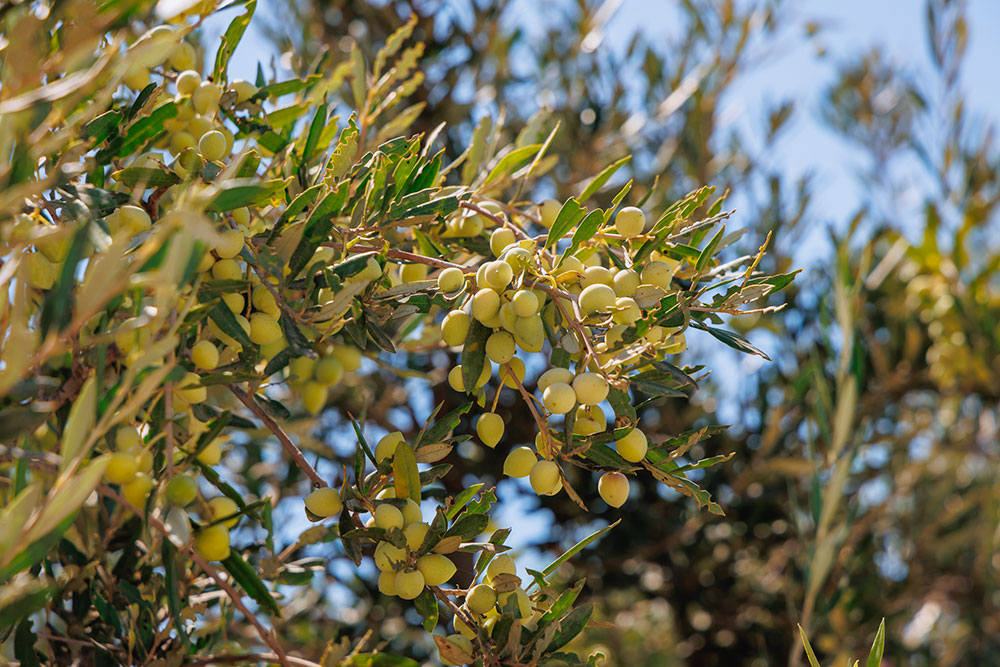 Oliven Og Oliventræer Er Ikke Kun Fotogene Og Præger Det Cypriotiske Landskab, Men Er Også En Hovedbestanddel På Køkkenbordet. Foto. Fotokon Photo