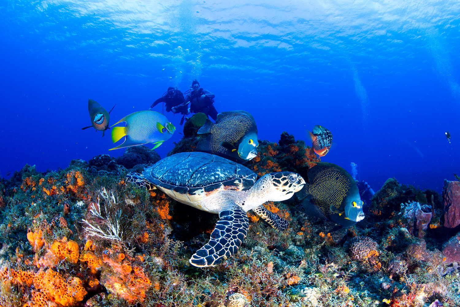 Undervandsoplevelser Ved Cozumel, Mexico