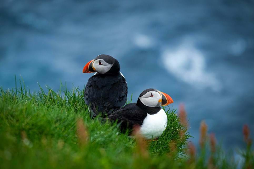 De Her Små Nuttede Lunder Tiltrækker Hvert År Turister Til Mykines. Foto. Jessica Pamp