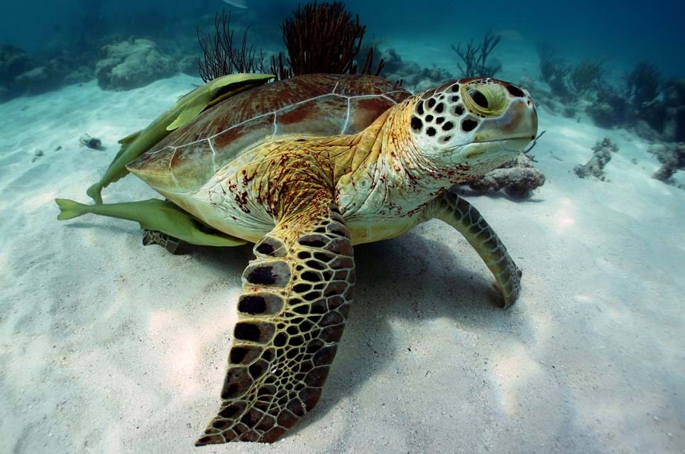 Shutterstock 137048537