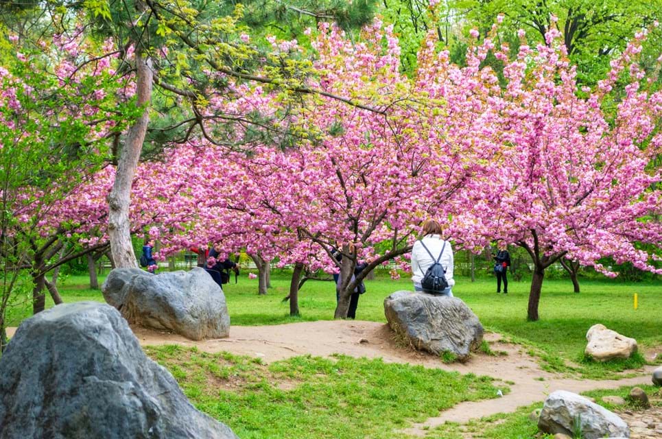 Når De Japanske Kirsebærtræer Blomstrer Er Bukarests Parker Ekstra Smukke. Foto. Mihai Neacsu